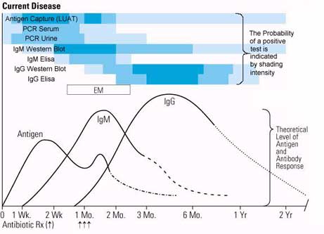zeitliche Entwicklung von IgM und IgG bei Borreliose