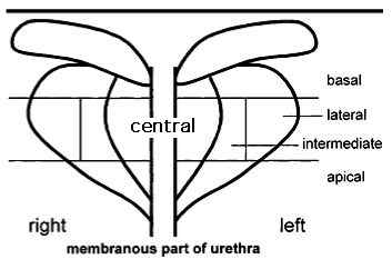 coronal view of prostate