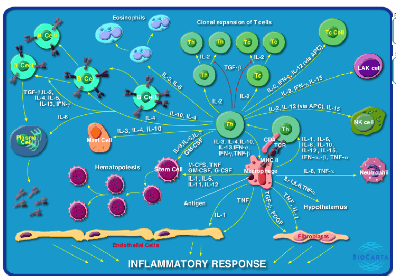 Inflammatory Response