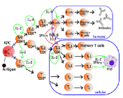 Lymphocyte Activation