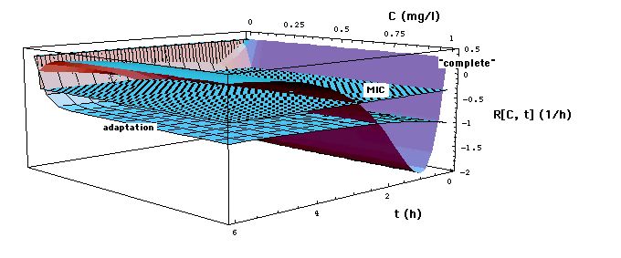 S. aureus Model Growth and Decay Rates