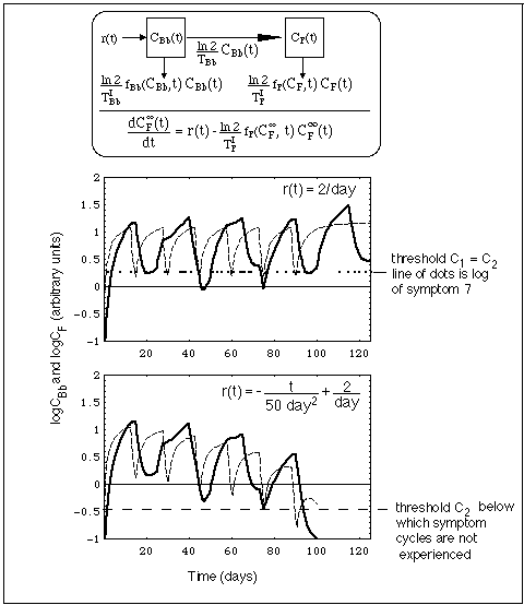 Structure of flare cycles in presence of antibiotic