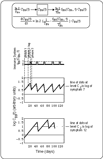 Structure of flare cycles in absence of antibiotic